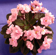 African Violet photo
