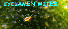 Cyclamen Mites