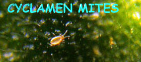Cyclamen Mites